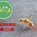 口碑No.1-[Bingo-賓購]13X18雪紗袋水果套袋 無花果套袋 百香果套袋 網袋 防蟲袋 雙拉繩-規格圖9