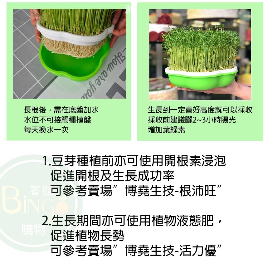 [Bingo-賓購]現貨豆芽種植盆、育苗盆、育苗箱、育苗器 園藝室內種植 栽培盒 栽培盤 綠豆芽 苜蓿芽-細節圖5