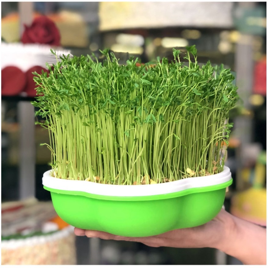 [Bingo-賓購]現貨豆芽種植盆、育苗盆、育苗箱、育苗器 園藝室內種植 栽培盒 栽培盤 綠豆芽 苜蓿芽-細節圖6