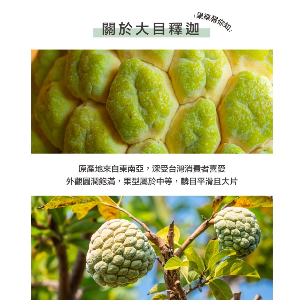 預購中【果樂釋迦專賣】大目釋迦大果/10斤一箱-細節圖3