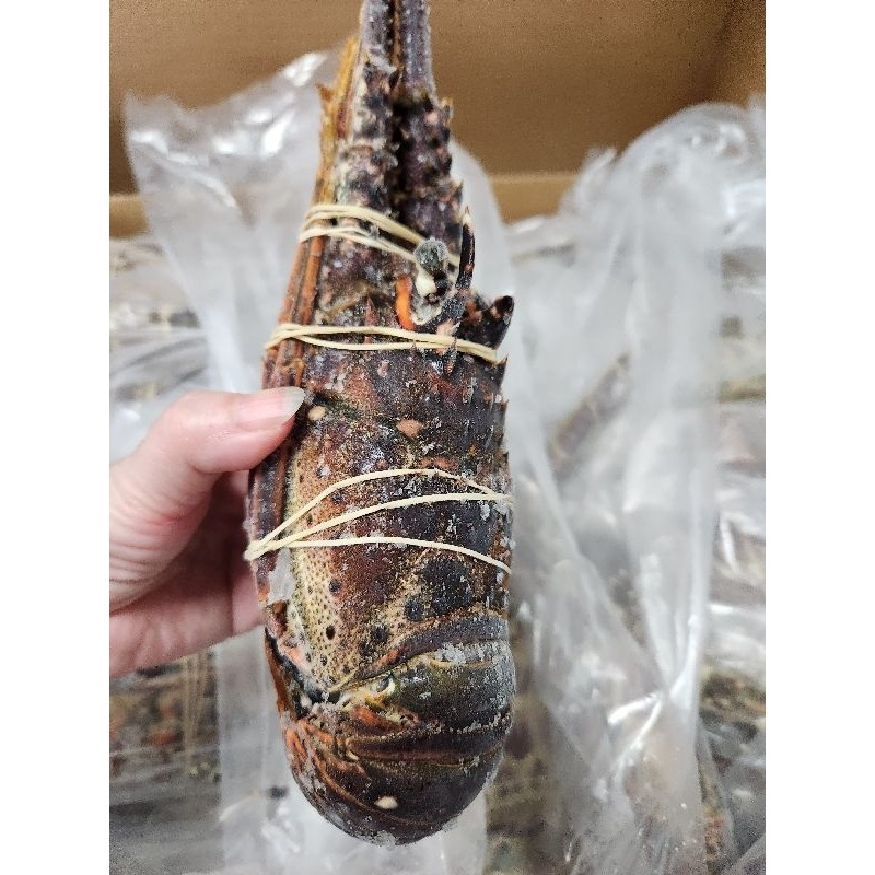 宏都拉斯生凍龍蝦 500g/隻-細節圖2