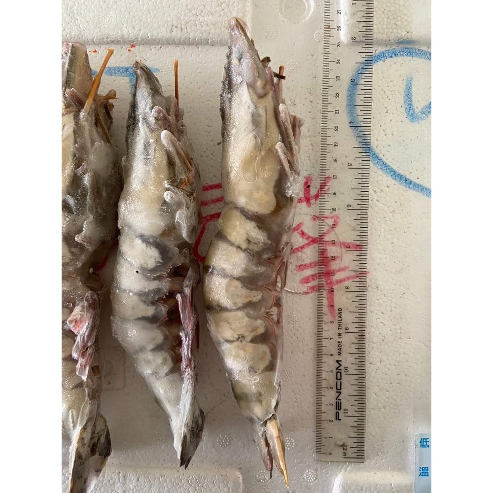 🦞海虎蝦🦞  (又稱手臂蝦.肥豬蝦) 150-200g/隻-細節圖2