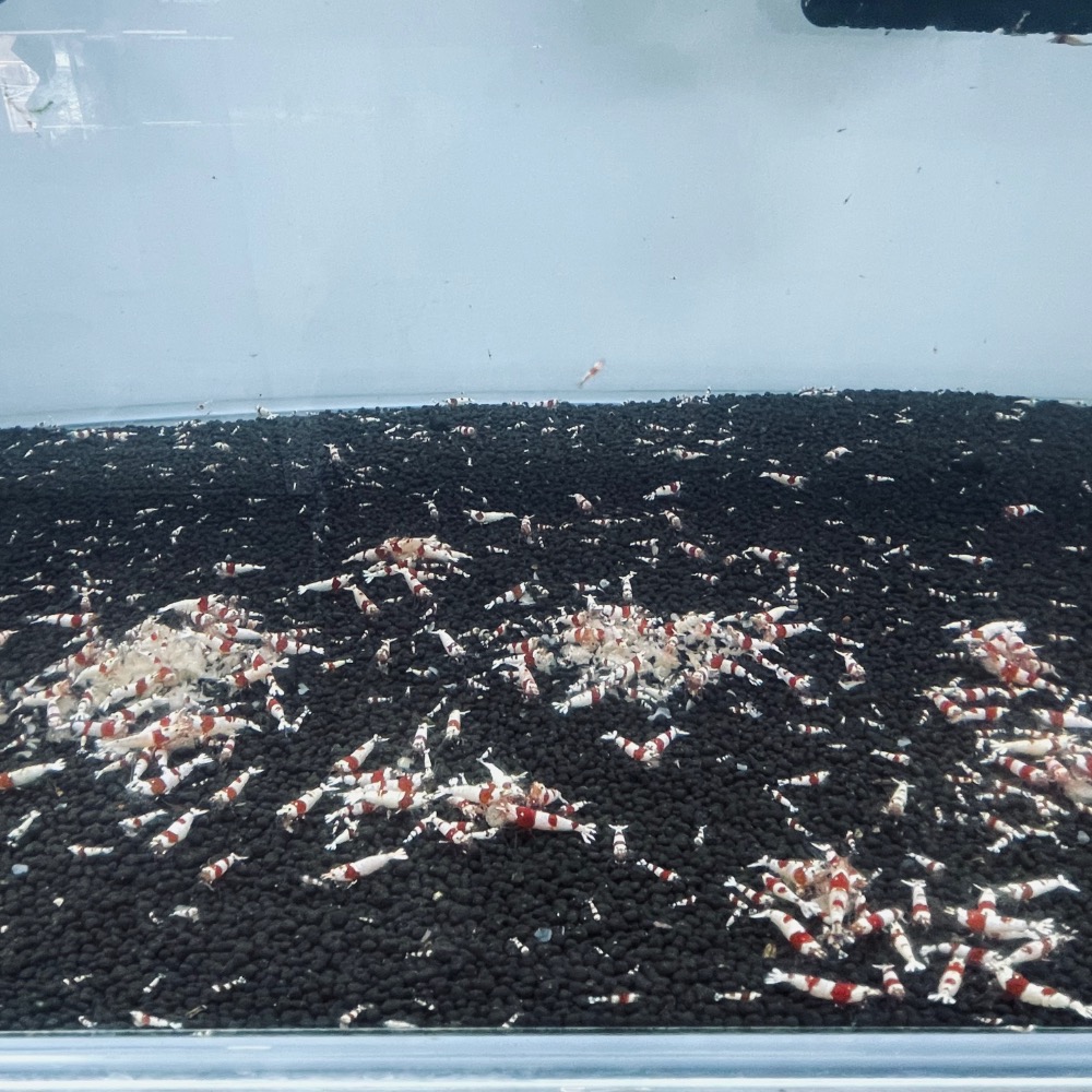 水晶蝦 紅白水晶蝦 高級飼料-細節圖2