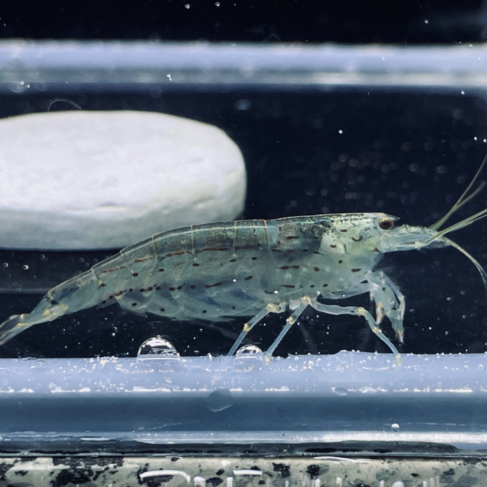 大和藻蝦 高級飼料-細節圖2