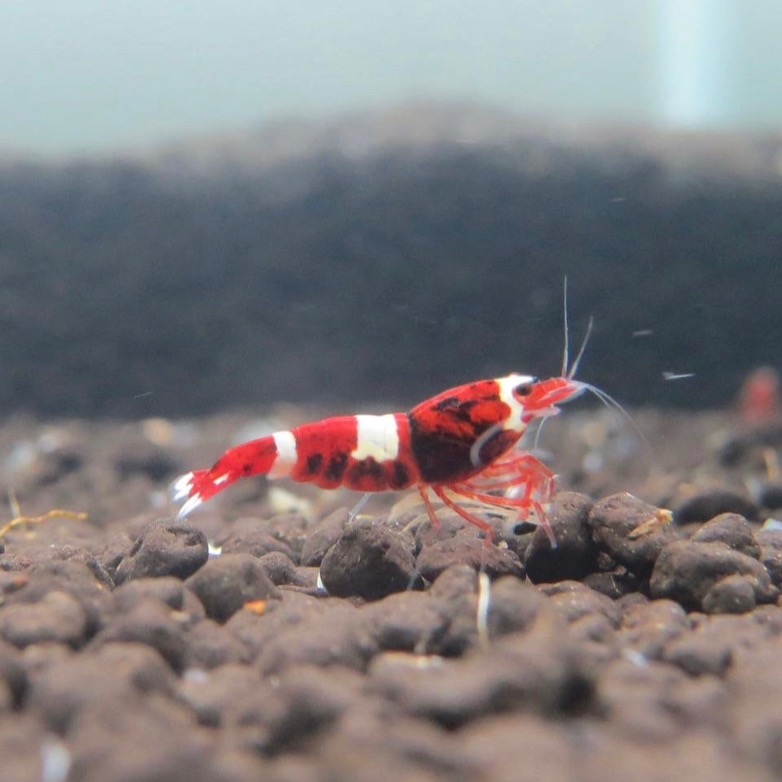 水晶蝦 紅金剛 高級飼料-細節圖2