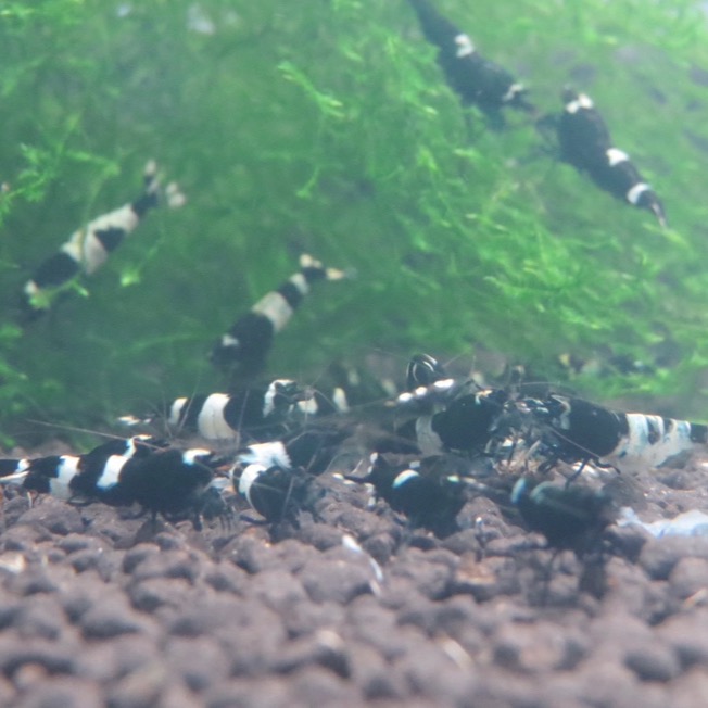 水晶蝦 黑金剛 高級飼料-細節圖2