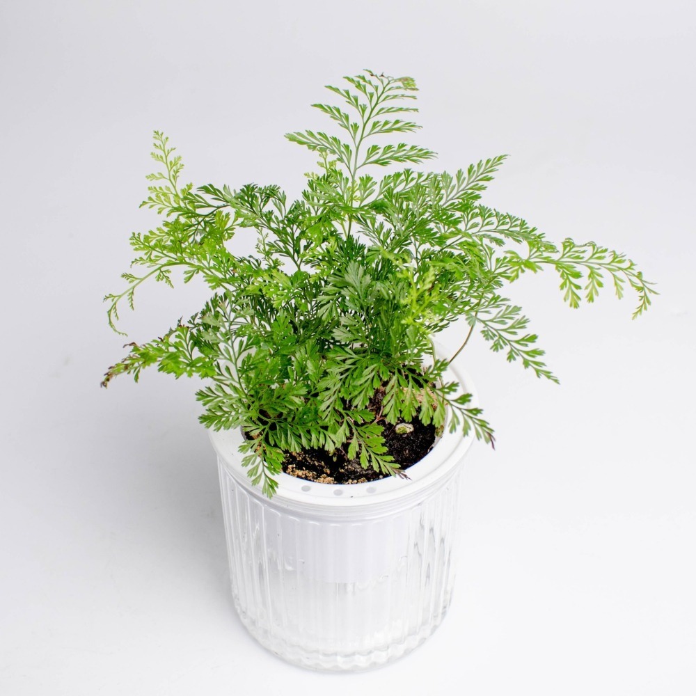 兔腳蕨 狼尾蕨 免澆水盆栽 室內植物 觀葉植物 禮物 辦公室小物-細節圖3