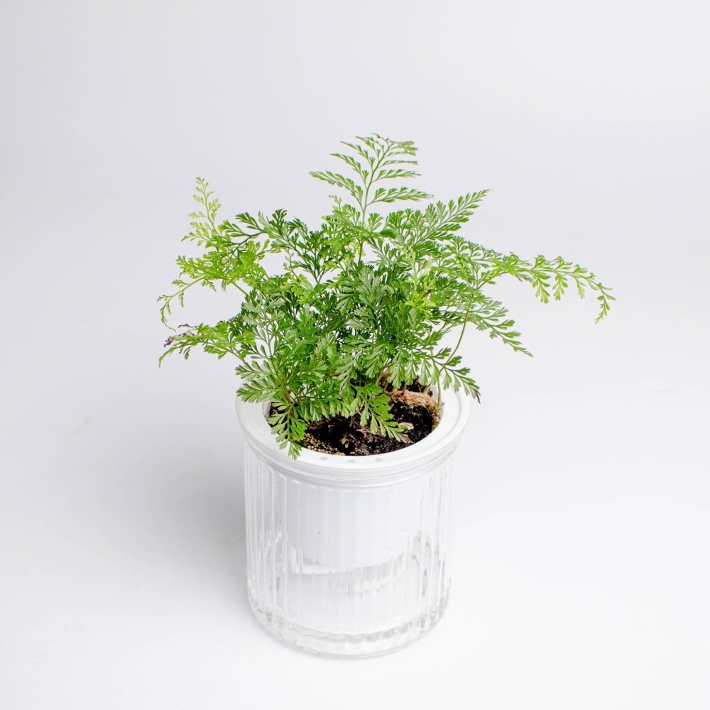 兔腳蕨 狼尾蕨 免澆水盆栽 室內植物 觀葉植物 禮物 辦公室小物-細節圖4