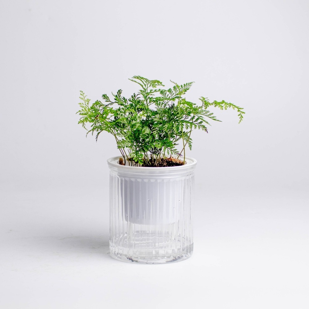 兔腳蕨 狼尾蕨 免澆水盆栽 室內植物 觀葉植物 禮物 辦公室小物-細節圖5