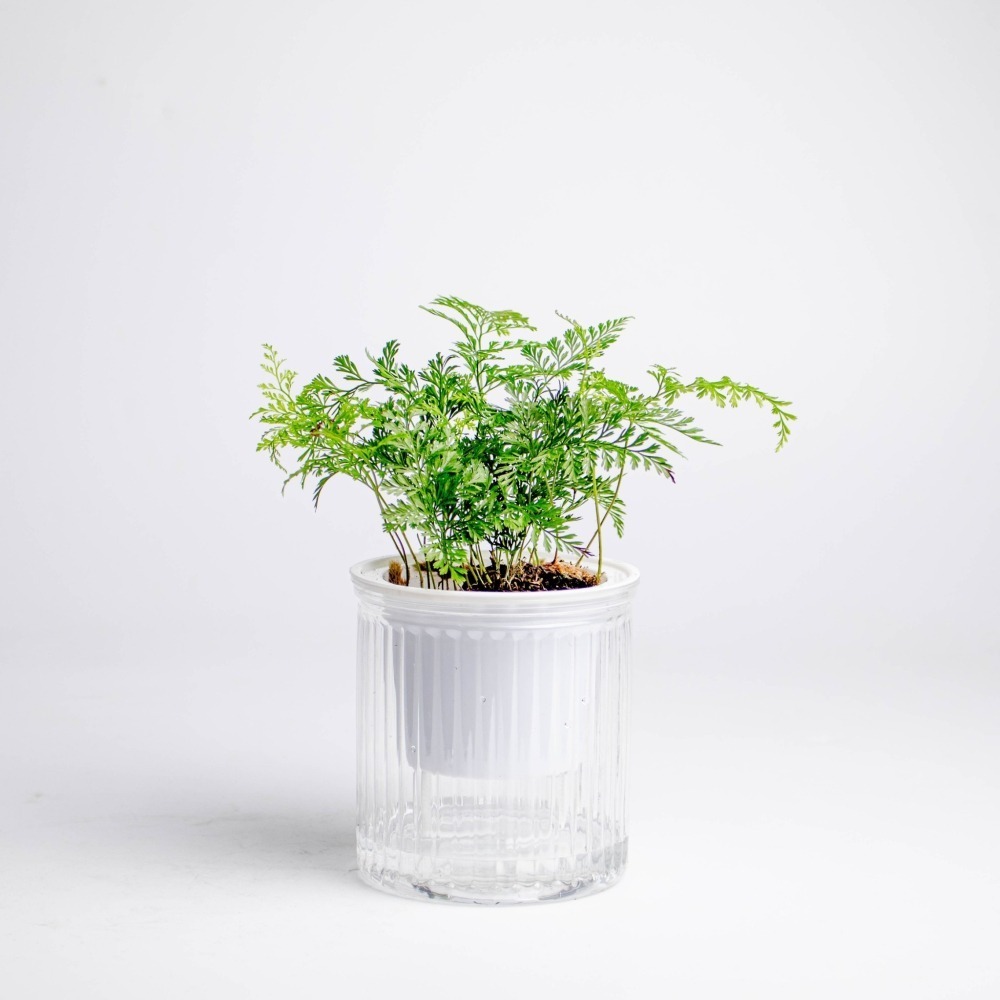兔腳蕨 狼尾蕨 免澆水盆栽 室內植物 觀葉植物 禮物 辦公室小物-細節圖6