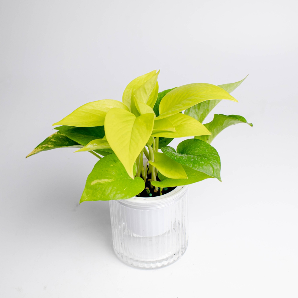 陽光黃金葛 免澆水盆栽 室內植物 觀葉植物 禮物 辦公室小物-細節圖4