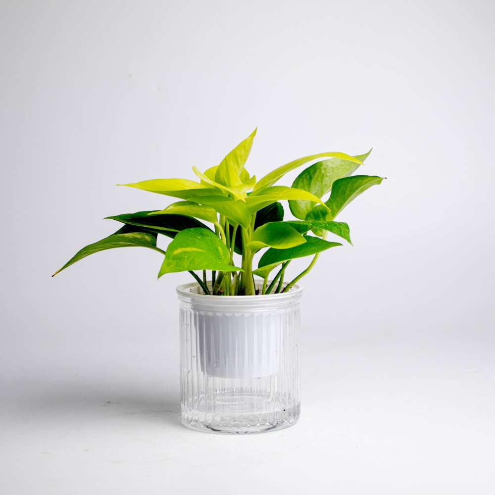 陽光黃金葛 免澆水盆栽 室內植物 觀葉植物 禮物 辦公室小物-細節圖5
