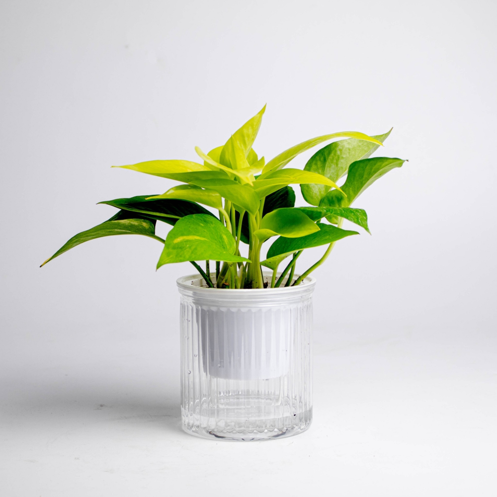 陽光黃金葛 免澆水盆栽 室內植物 觀葉植物 禮物 辦公室小物-細節圖6