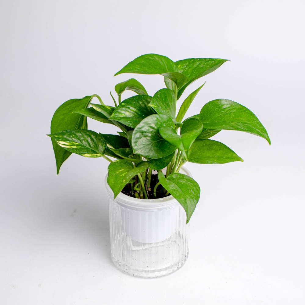 黃金葛 綠蘿 免澆水盆栽 室內植物 觀葉植物 禮物 辦公室小物-細節圖4