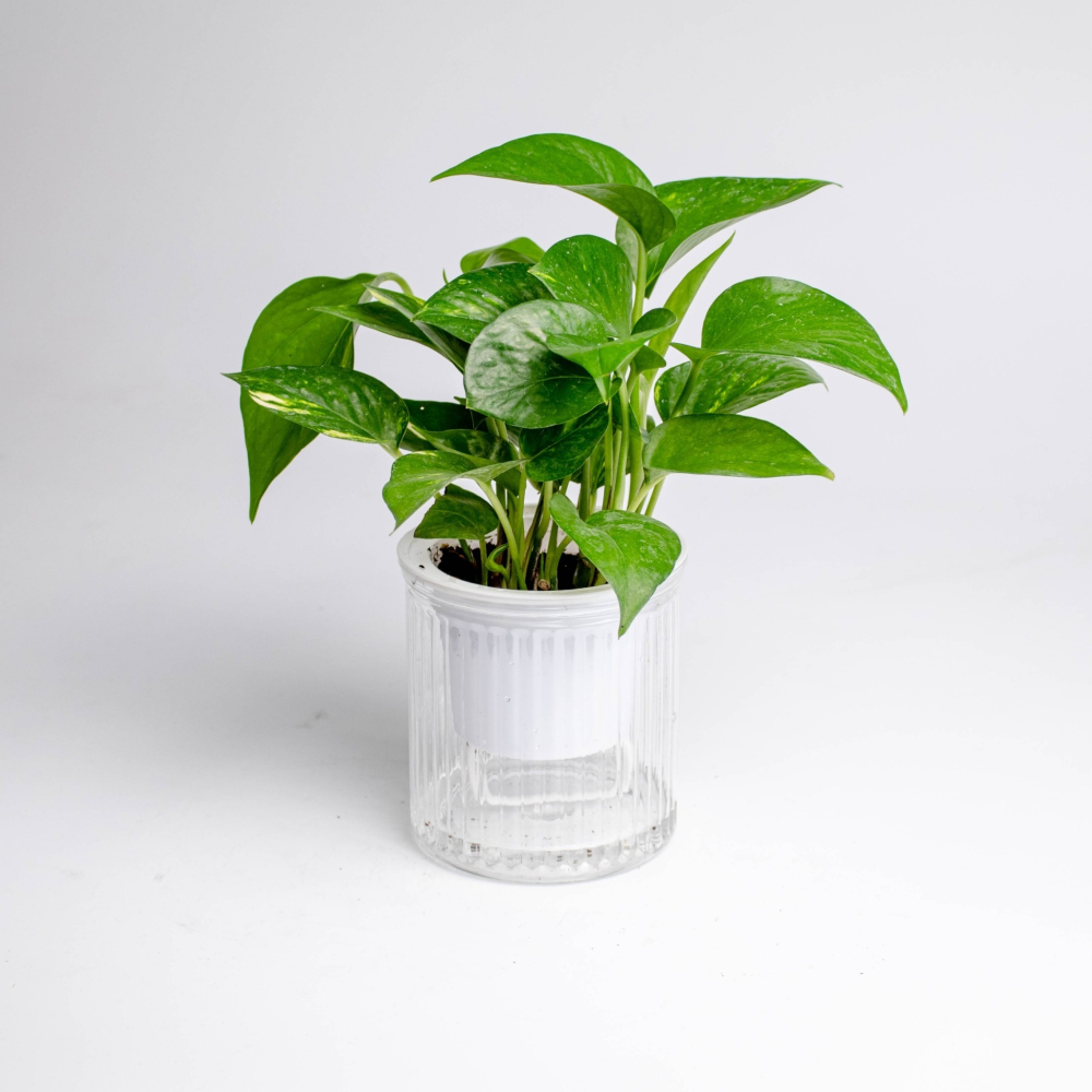 黃金葛 綠蘿 免澆水盆栽 室內植物 觀葉植物 禮物 辦公室小物-細節圖5