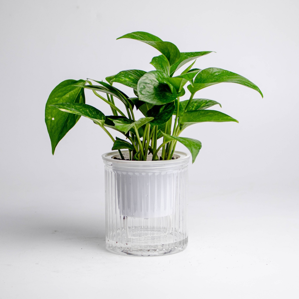 黃金葛 綠蘿 免澆水盆栽 室內植物 觀葉植物 禮物 辦公室小物-細節圖6