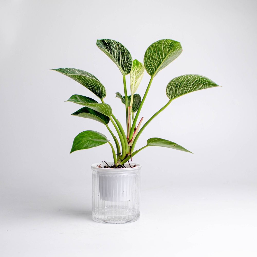 鉑金蔓綠絨 免澆水盆栽 室內植物 觀葉植物 禮物 辦公室小物-細節圖4