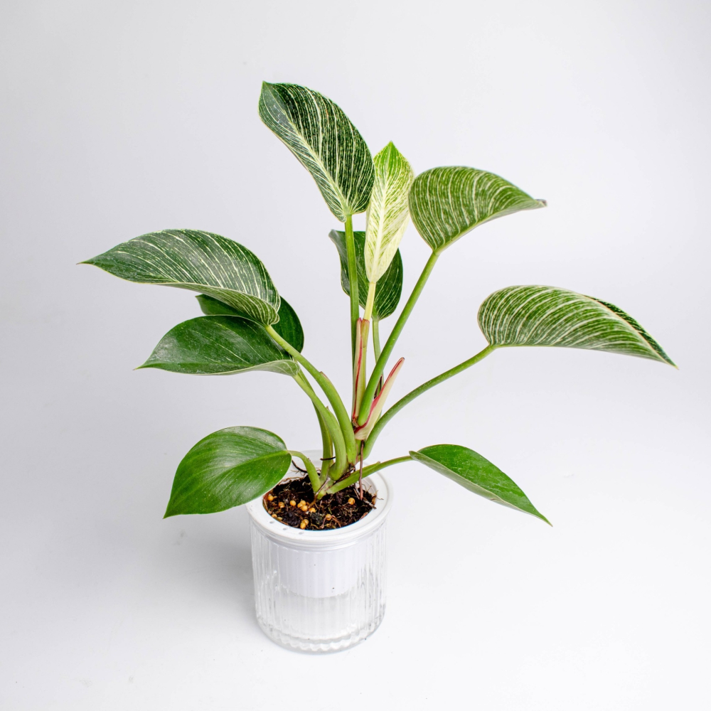 鉑金蔓綠絨 免澆水盆栽 室內植物 觀葉植物 禮物 辦公室小物-細節圖5