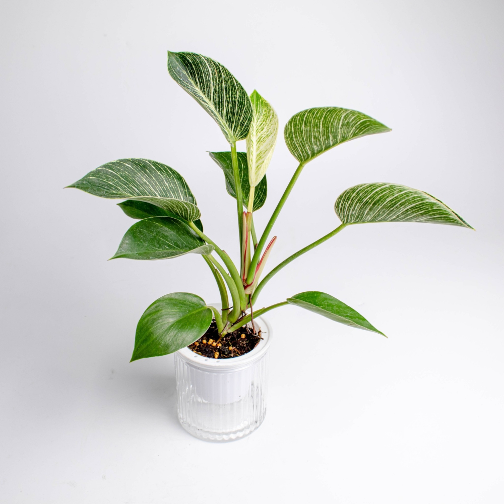鉑金蔓綠絨 免澆水盆栽 室內植物 觀葉植物 禮物 辦公室小物-細節圖6