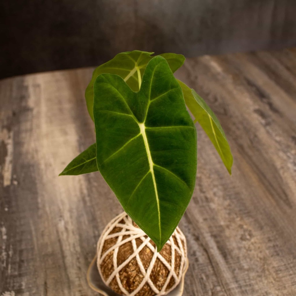 絨葉觀音蓮苔球 苔球植物 苔玉 適合室內植物 辦公室植物 交換禮-細節圖3