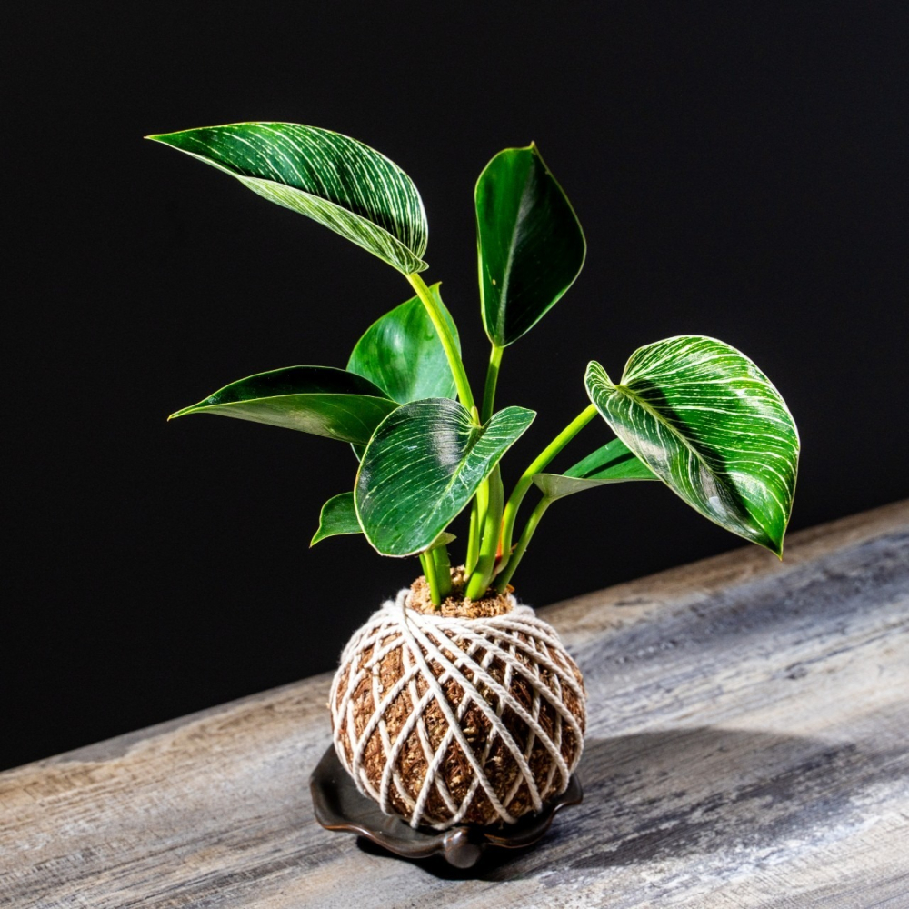 鉑金蔓綠絨苔球 苔球植物 苔玉 適合室內植物 辦公室植物 交換禮物-細節圖2