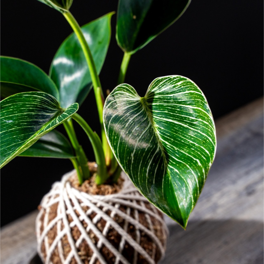 鉑金蔓綠絨苔球 苔球植物 苔玉 適合室內植物 辦公室植物 交換禮物-細節圖4