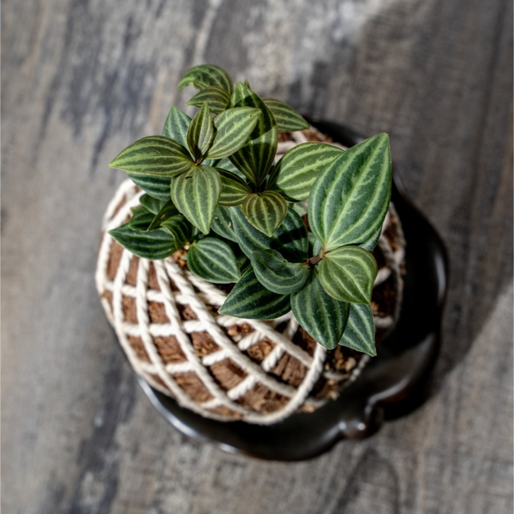 多葉蘭苔球 苔球植物 苔玉 適合室內植物 辦公室植物 交換禮物-細節圖3