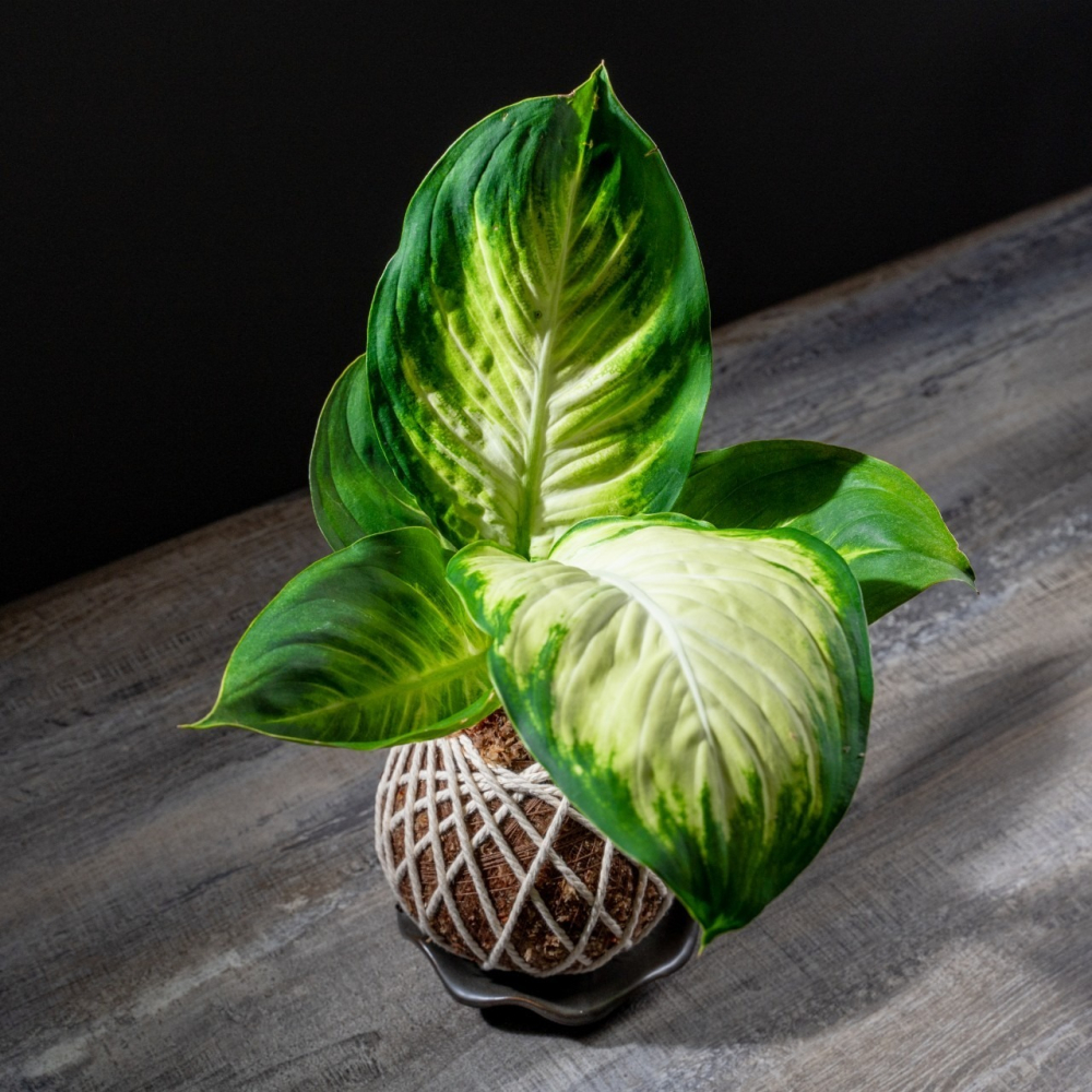 瑪莉安苔球 苔球植物 苔玉 適合室內植物 辦公室植物 交換禮物-細節圖2