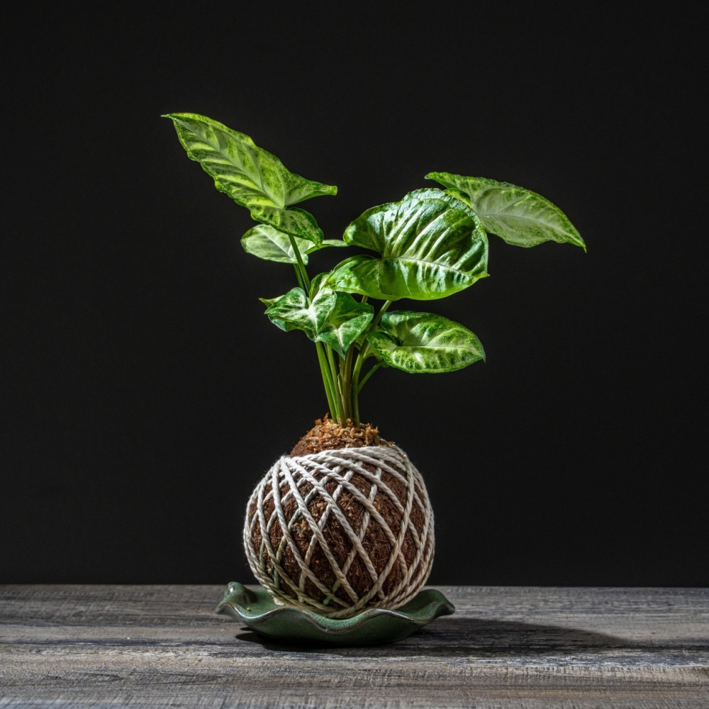 合果芋苔球 苔球植物 苔玉 適合室內植物 辦公室植物 交換禮物-細節圖5