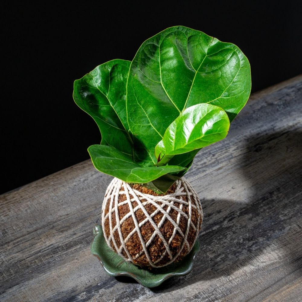 琴葉榕苔球 苔球植物 苔玉 適合室內植物 辦公室植物 交換禮物-細節圖2