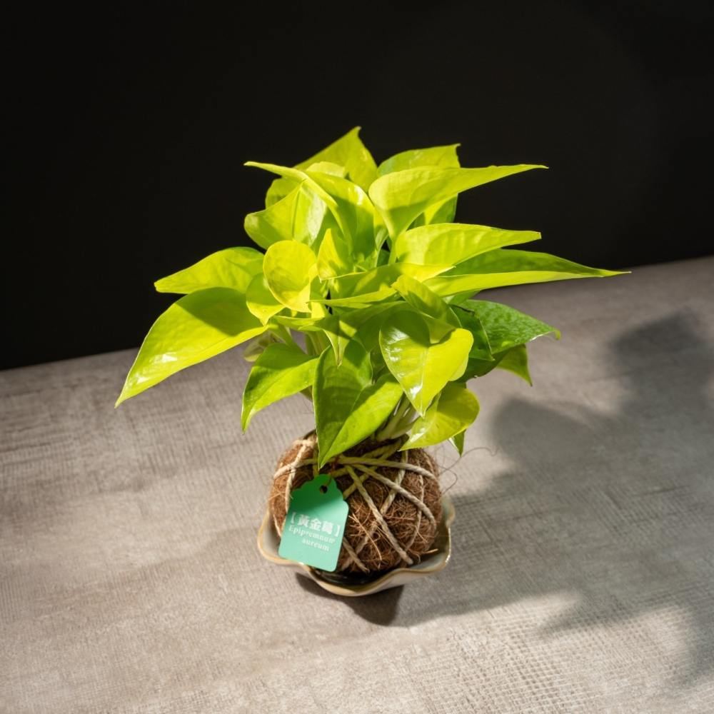 陽光黃金葛苔球 苔球植物 苔玉 室內植物 辦公室植物 交換禮物-細節圖2