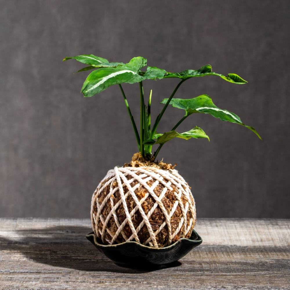 絨葉合果芋苔球 苔球植物 苔玉 適合室內植物 辦公室植物-細節圖2