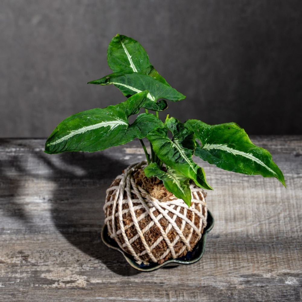 絨葉合果芋苔球 苔球植物 苔玉 適合室內植物 辦公室植物-細節圖4