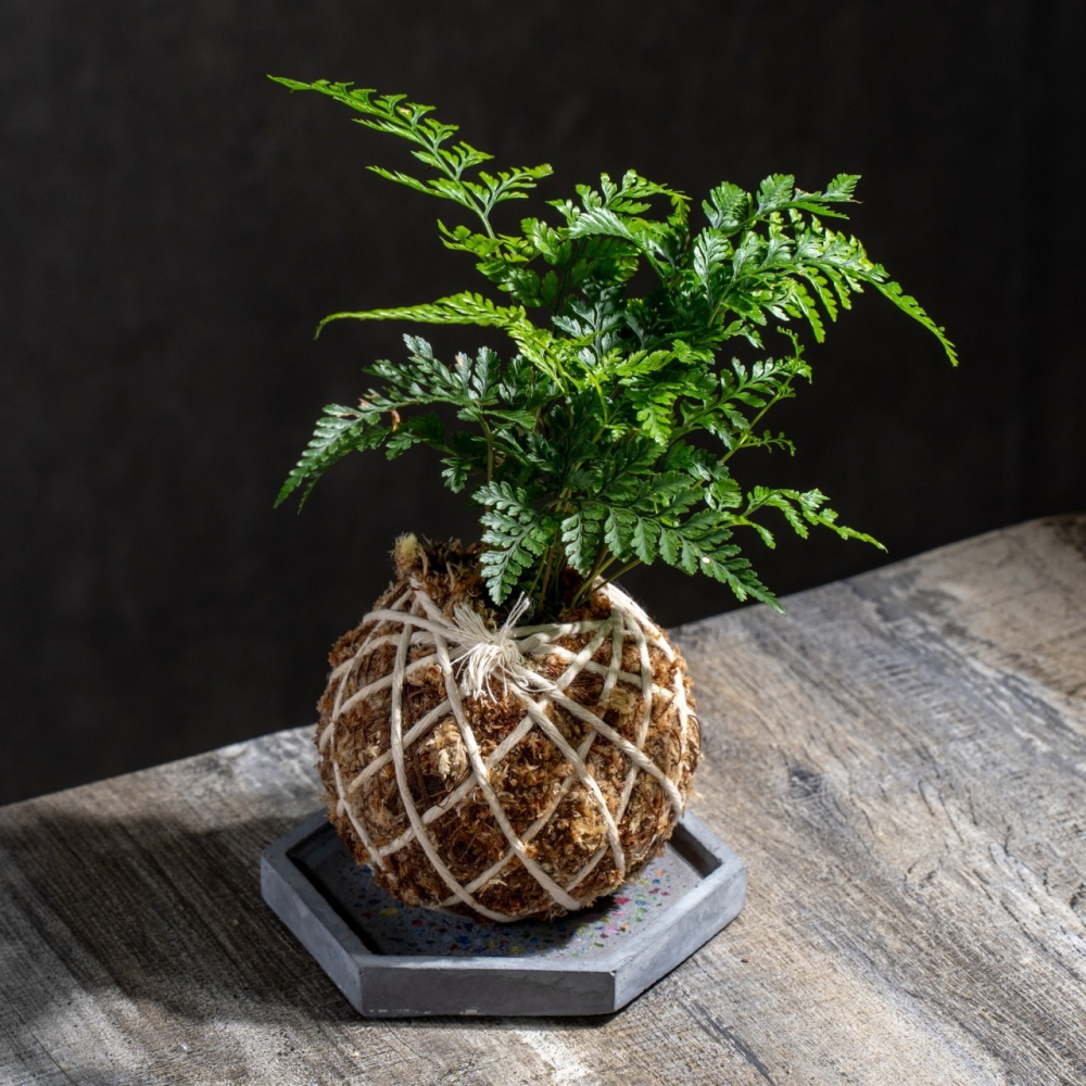 兔腳蕨苔球 苔球植物 苔玉 室內植物 辦公室植物 交換禮物-細節圖2