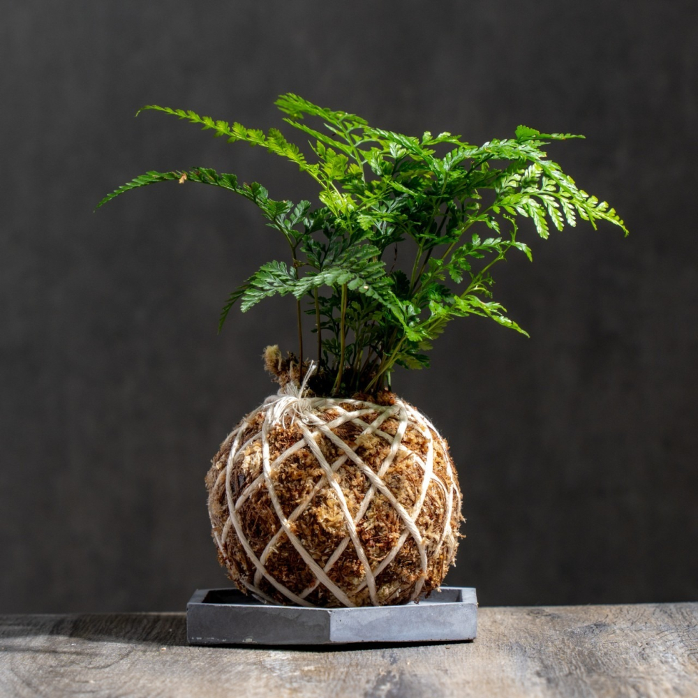 兔腳蕨苔球 苔球植物 苔玉 室內植物 辦公室植物 交換禮物-細節圖3