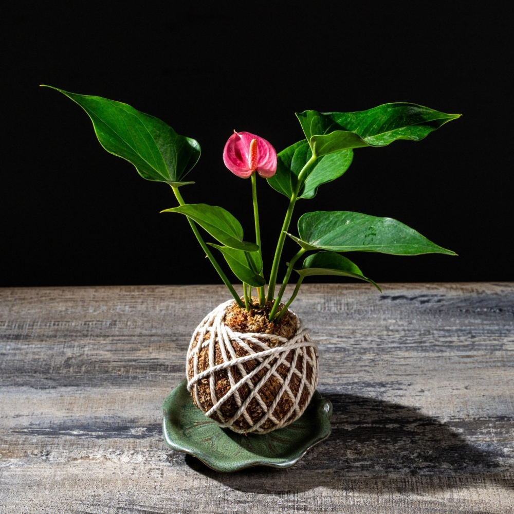 粉紅火鶴花苔球 苔球植物 苔玉 室內植物 辦公室植物 交換禮物-細節圖2