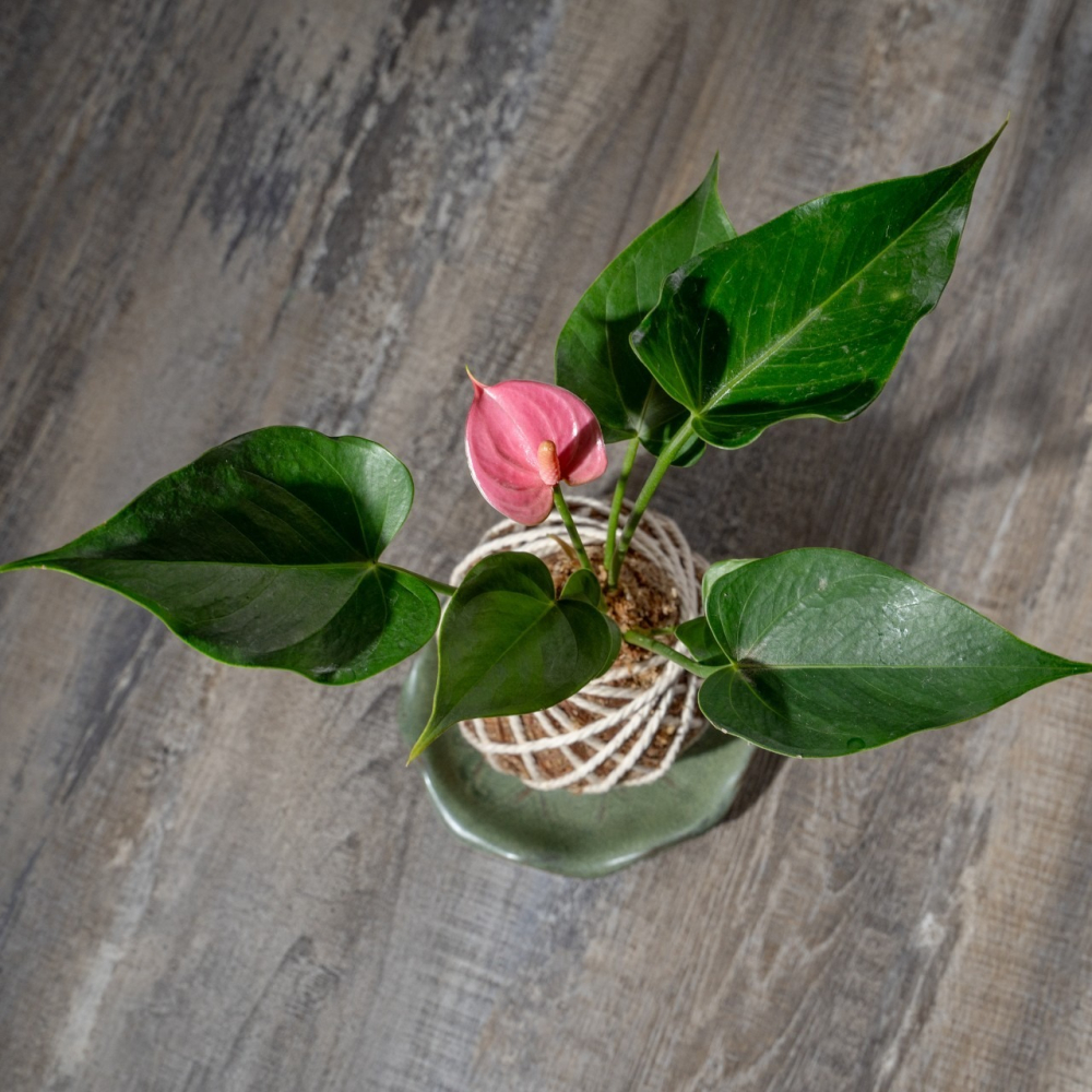 粉紅火鶴花苔球 苔球植物 苔玉 室內植物 辦公室植物 交換禮物-細節圖3