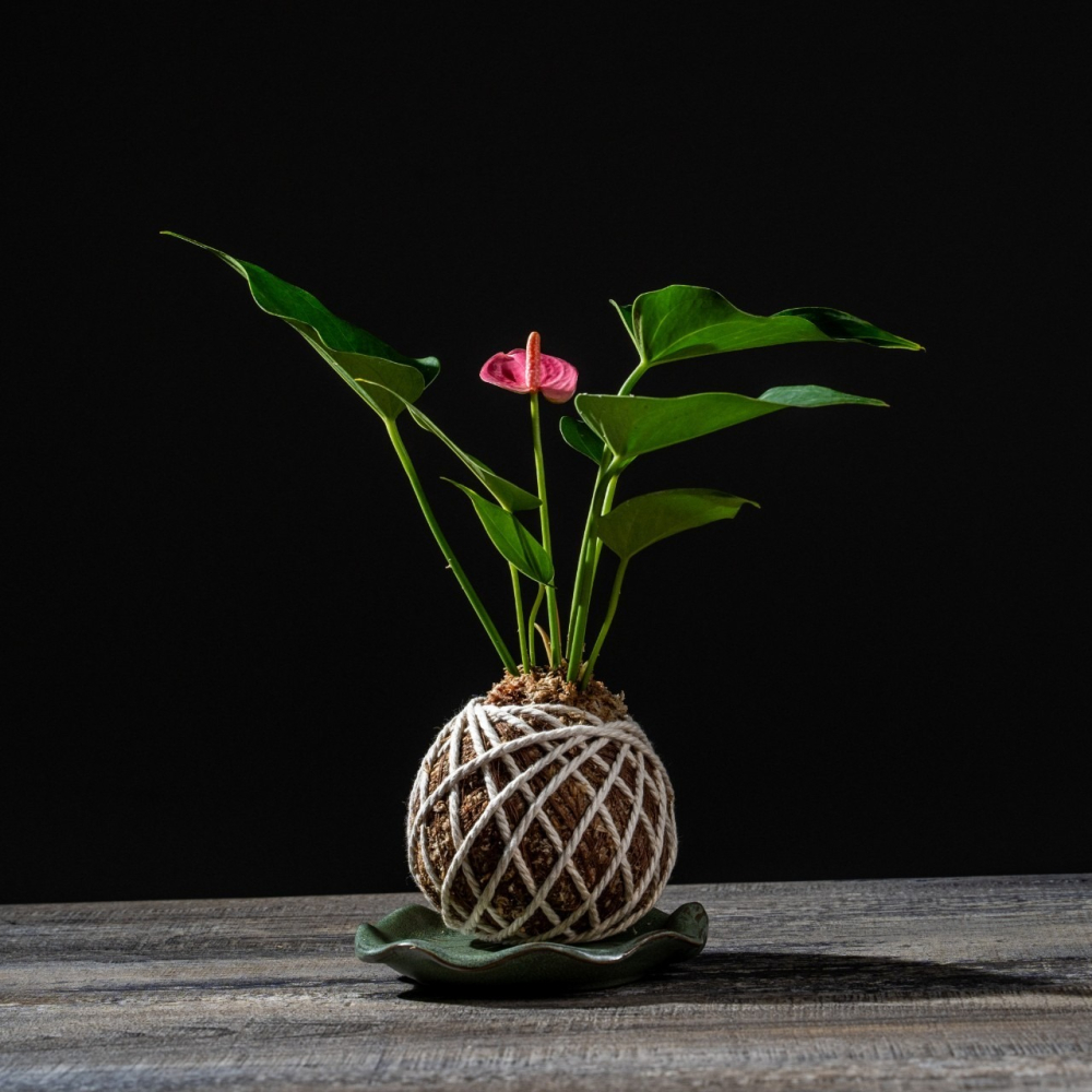 粉紅火鶴花苔球 苔球植物 苔玉 室內植物 辦公室植物 交換禮物-細節圖4