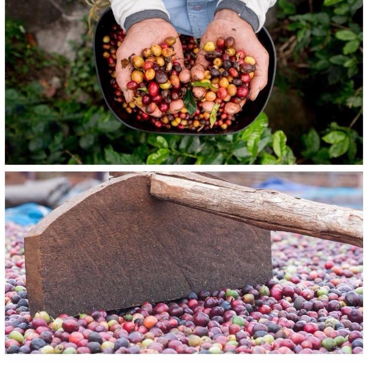 2023年-半磅／1/4磅熟豆 牙買加克里福頓莊園 藍山No.1水洗《精品咖啡豆×接單新鮮現烘》新鮮不貴 探索美味莊園豆-細節圖6