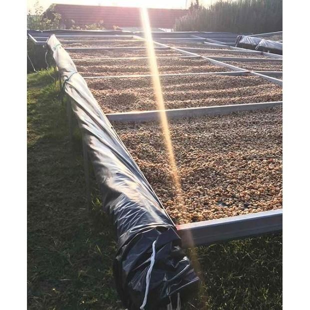 1kg生豆 巴拿馬 花蝴蝶 70% 藝伎 水洗 - 新產季 咖啡生豆《咖啡生豆工廠×只為飄香台灣》咖啡豆 精品豆 莊園-細節圖5