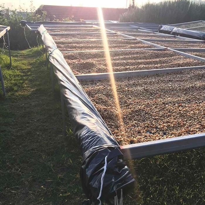 1kg生豆 瓜地馬拉 安提瓜 貝拉卡摩娜 水洗 經典-世界咖啡生豆《咖啡生豆工廠×尋豆~只為飄香台灣》咖啡生豆 咖啡豆-細節圖5