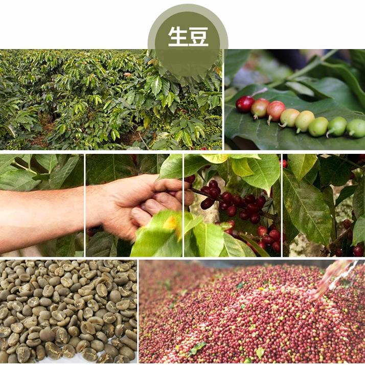 1kg生豆 衣索比亞 西達摩 邦貝產區 TOP G2 日曬 - 世界咖啡生豆 咖啡生豆 商業豆 莊園豆 精品豆 生豆-細節圖2