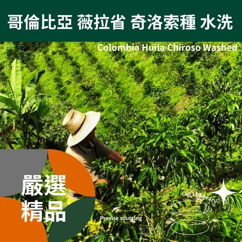 1kg生豆 哥倫比亞 薇拉省 奇洛索種／帕斯朵拉 藝伎 水洗 -世界咖啡生豆《咖啡生豆工廠×尋豆》咖啡生豆 咖啡豆 精品-細節圖6