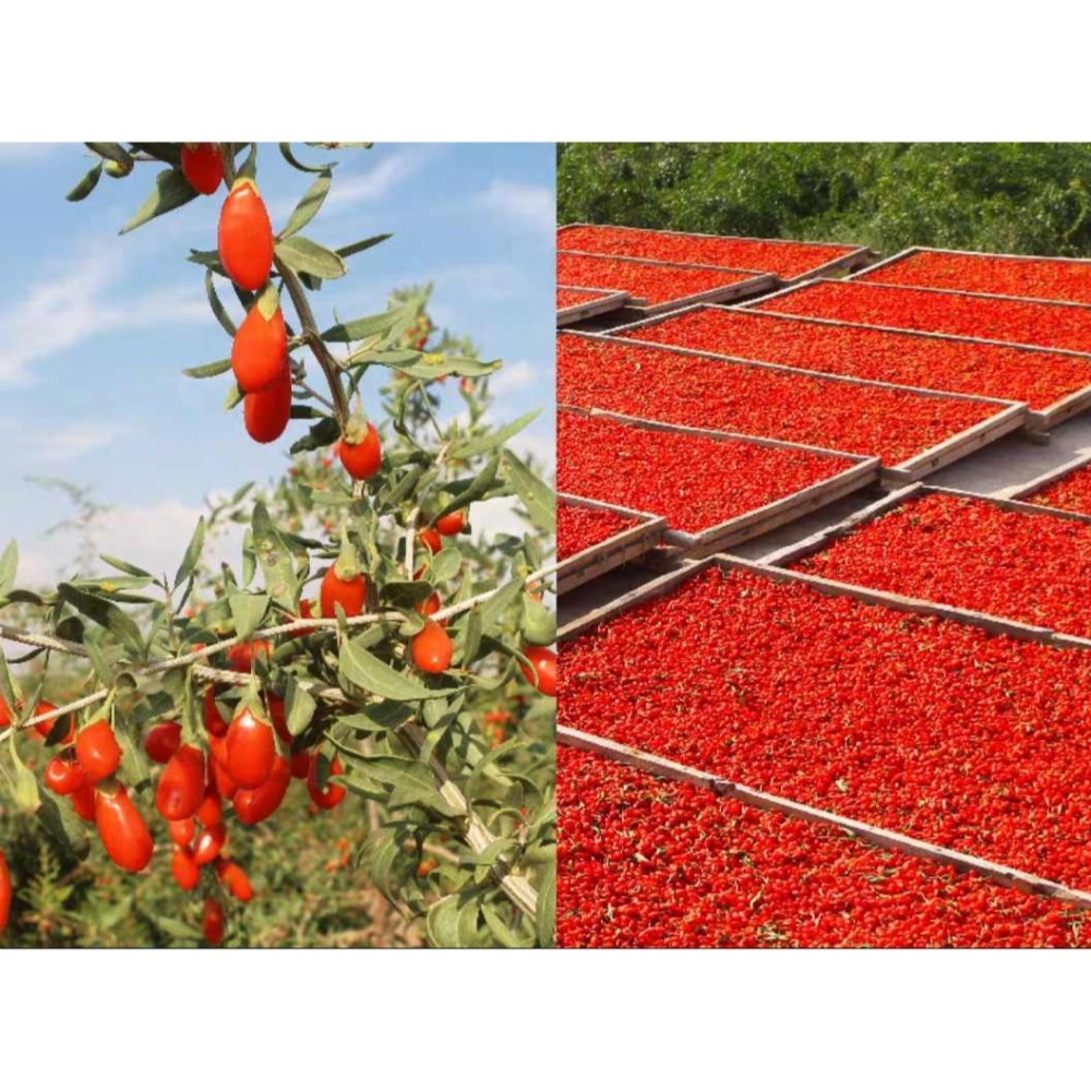 170g  枸杞脆 可以直接吃的枸杞，經過低溫烘焙 超好吃 一口接一口 超美味 零食 零嘴 必吃 美味-細節圖7