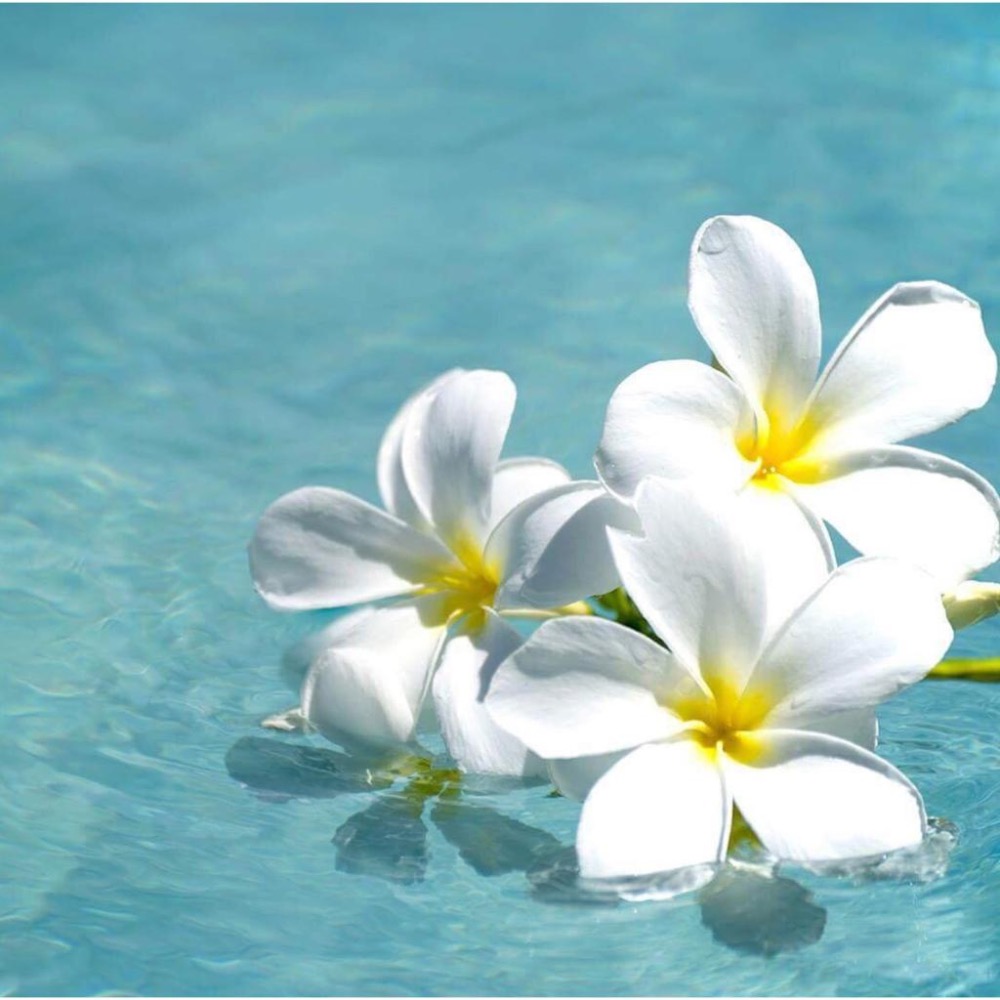 高階🇫🇷法國製 助曬＋保養+護理油 深層滋養 臉部/身體/頭髮 Corine de Farme 黎之芙 Monoï oi-細節圖9