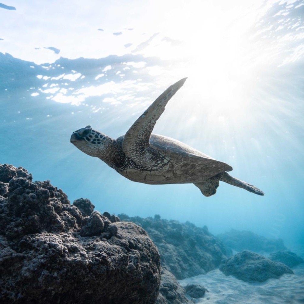 現貨 SPF4 Banana Boat 🇺🇸香蕉船 小麥古銅 曬黑 助曬油 椰子油 Spray Oil 曬後蘆薈乳-細節圖6