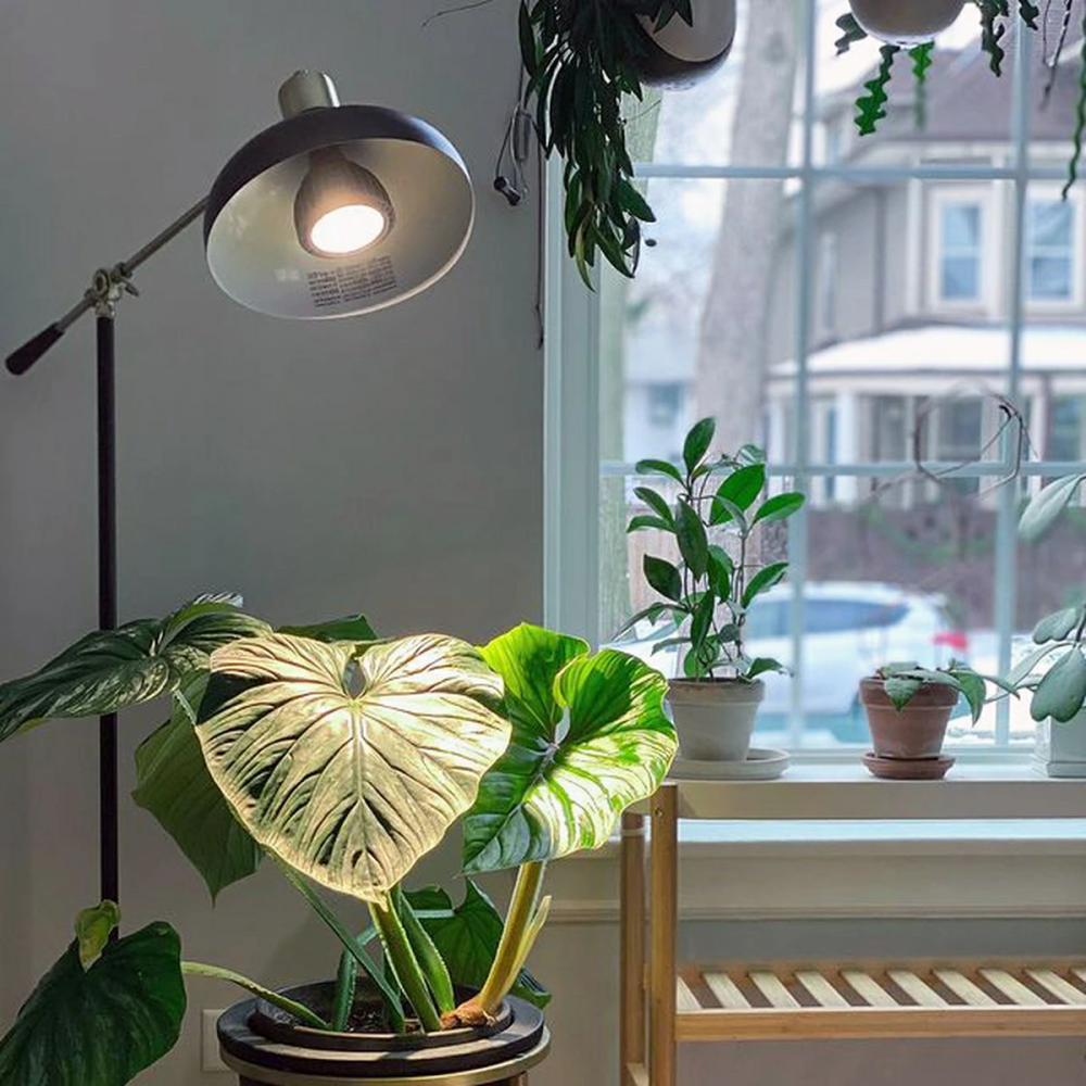 台灣現貨 限時折扣 瑪約LED全光譜植物生長燈 RA98.5 5800K 仿太陽光 室內 雨林植物 E27 鹿角蕨 松柏-細節圖9