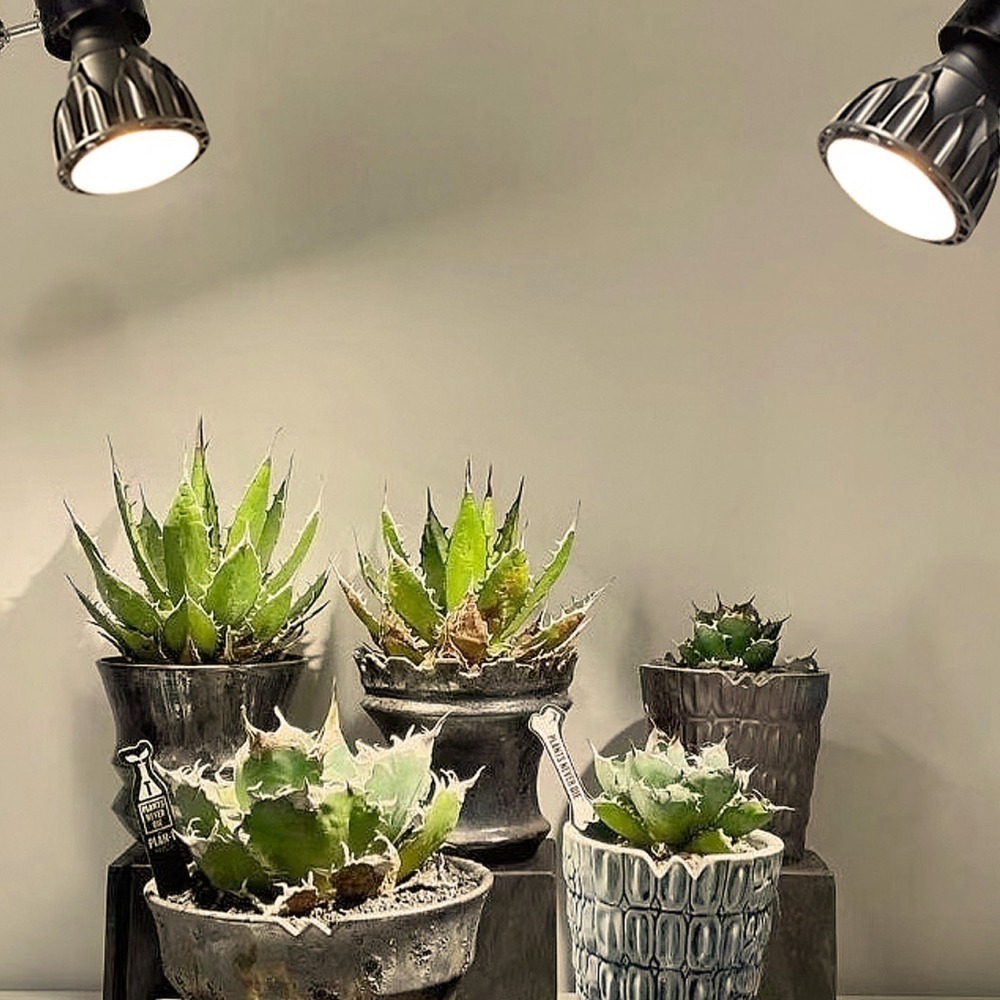 台灣現貨 瑪約24W全光譜LED多肉專用生長燈 仿太陽光線 室內植物 植物燈 高CP值 E27 仙人掌 塊根 夾子燈座-細節圖7