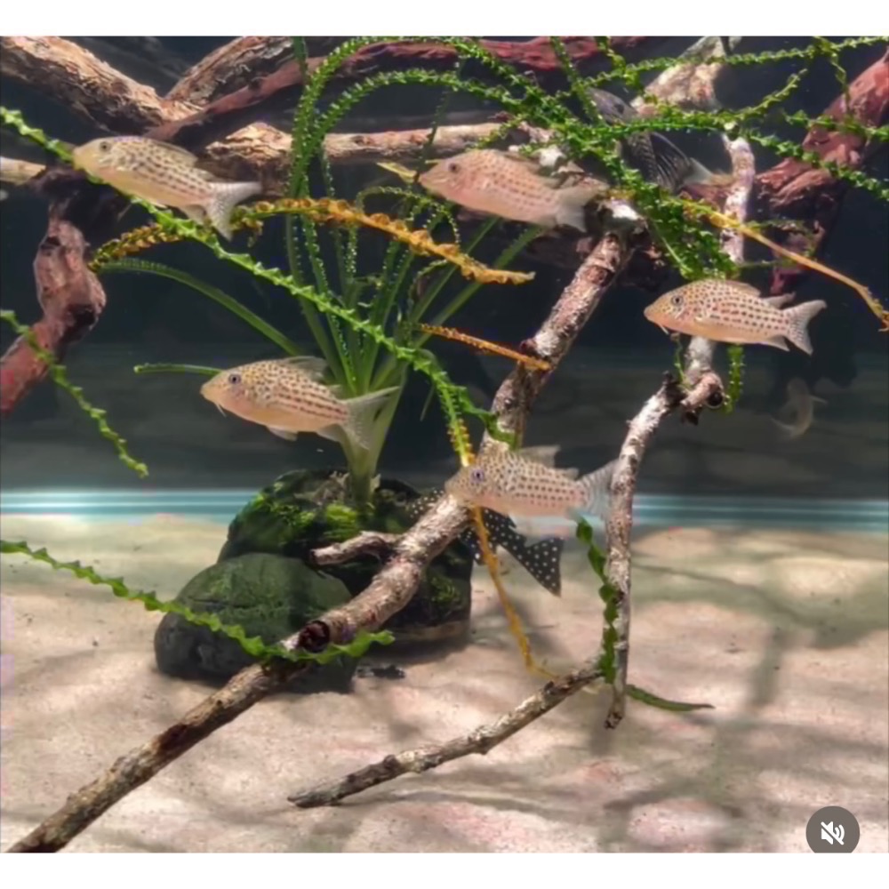 鼠博館-底沙-淺色沙-細雪沙/南美川沙/南美鼠沙-細節圖3