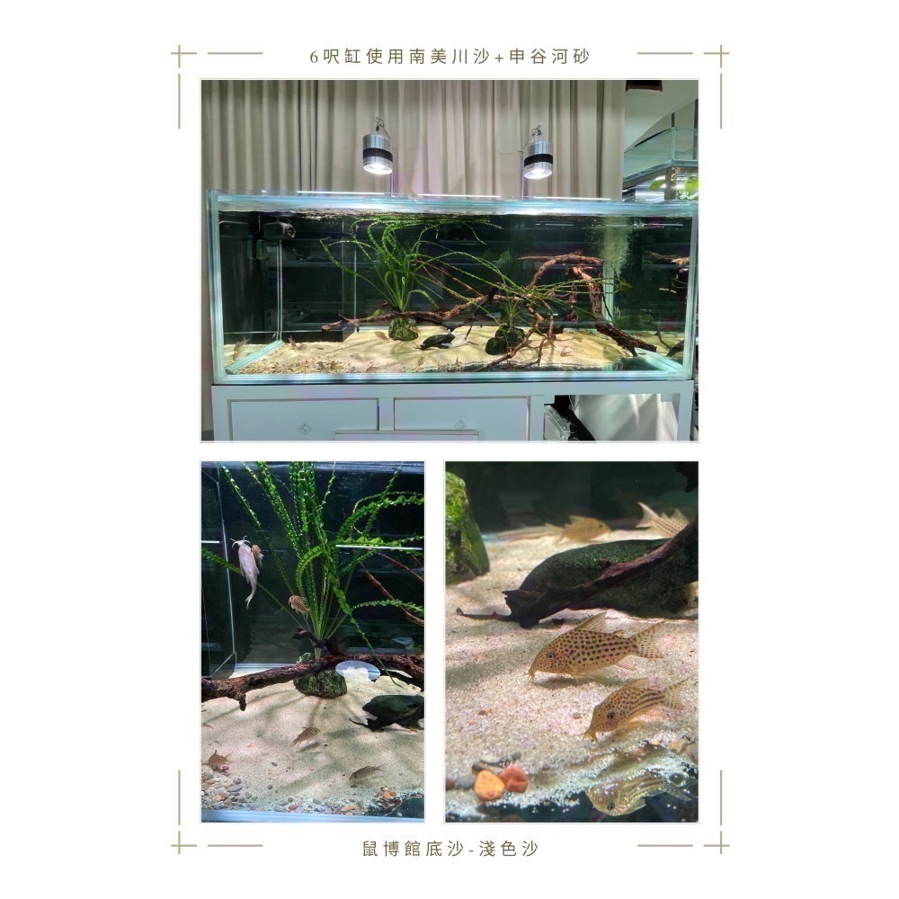 鼠博館-底沙-淺色沙-新細雪沙/南美川沙/南美鼠沙-細節圖6